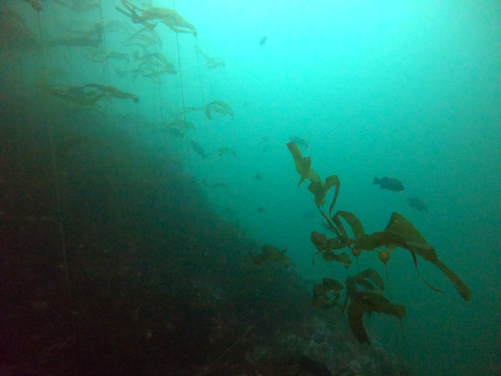 kelp forest, rockfish